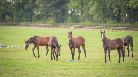 Yearlings