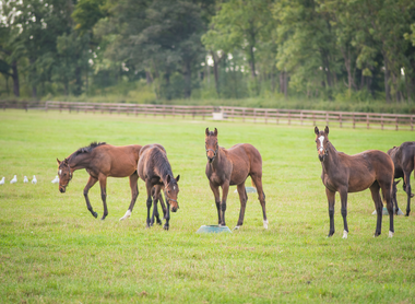 Yearlings