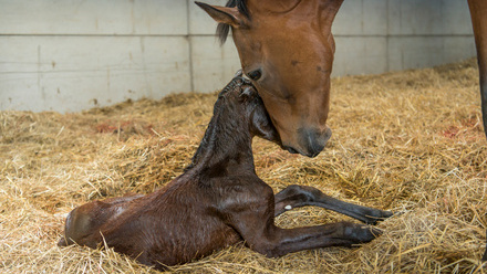 A.SMY_2022AlneParkStud1593.jpg