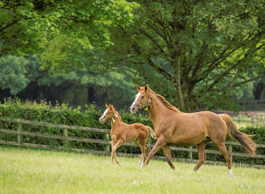 Mare and foal in field.2