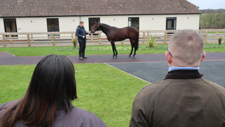 Beech House Stallion.JPG