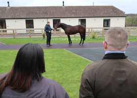 Beech House Stallion.JPG