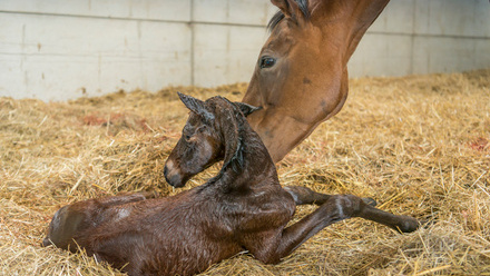 preparing for foaling.jpg