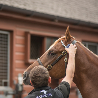 Stud Groom