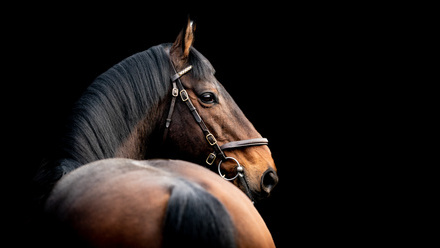 TBA - Domcaster - 2023-59.jpg