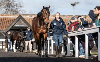 image stallion parade.jpg