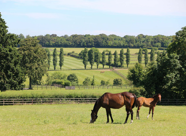 Mare and foal in field - Whitsbury Manor Stud