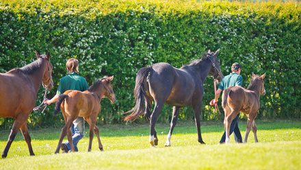 A.SMY_TBA Newsells1180.jpg