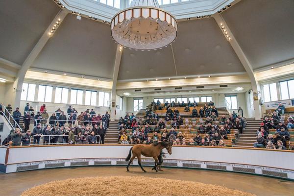 Flat Stallion Parade sales ring