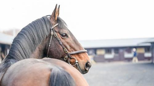 MARMELO, NH Stallion Showcase 2023.JPG