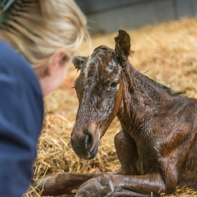 Foaling Manager