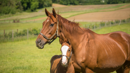 Paperwork getting mare in foal.jpg
